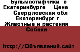Бульмастифчики  в Екатеринбурге. › Цена ­ 20 - Свердловская обл., Екатеринбург г. Животные и растения » Собаки   